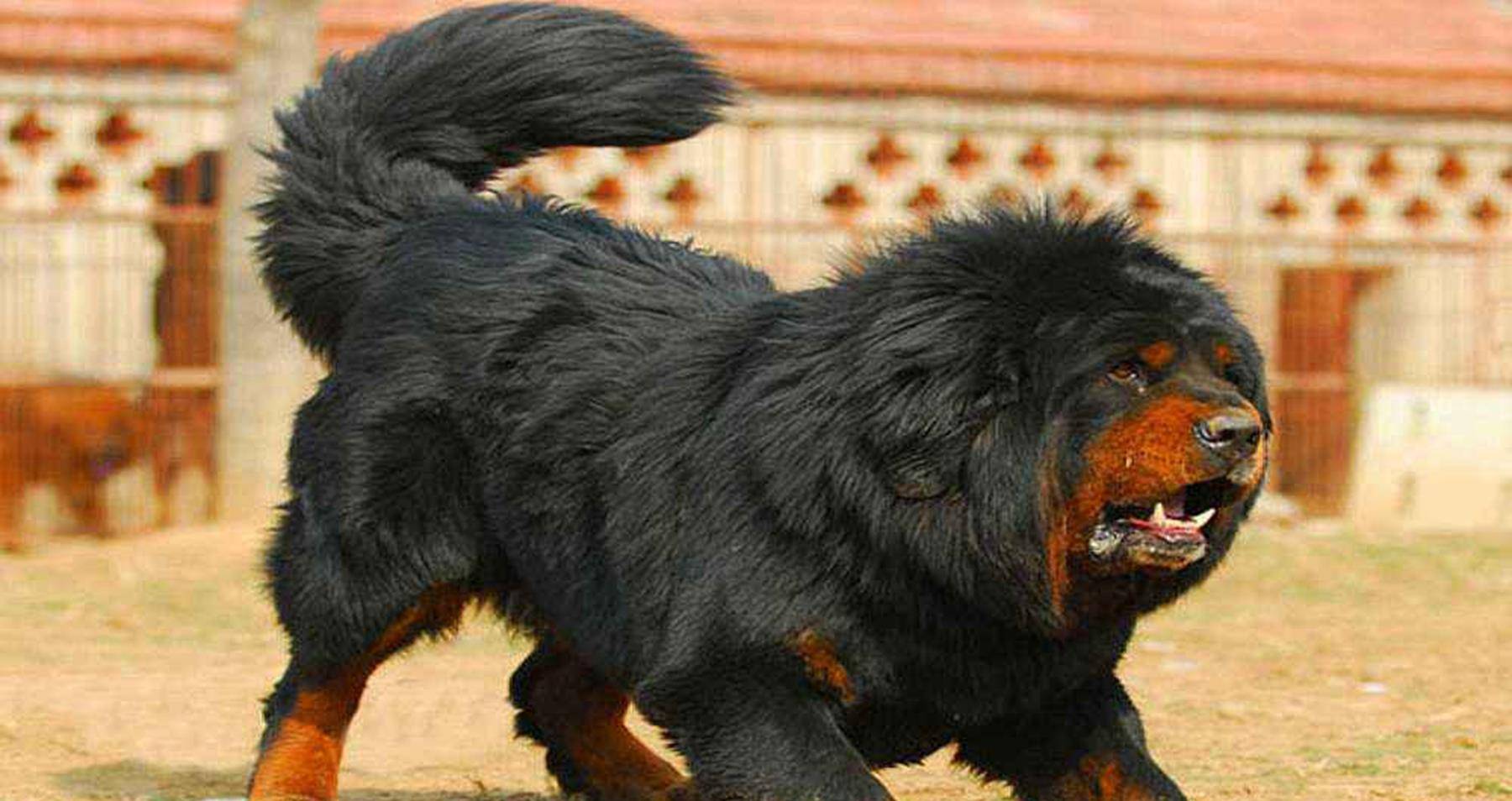 的泡沫:曾经一只4000万,如今便宜到成为饭馆菜品_藏獒_这一市场_价格