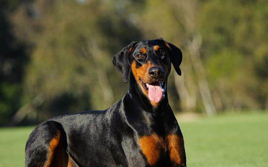 史上最强的5大护卫犬:忠诚度十足,"男友力"满分!