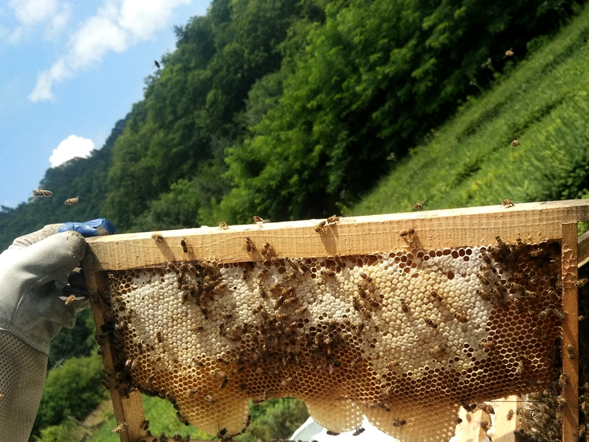 市面上有6种蜂巢蜜