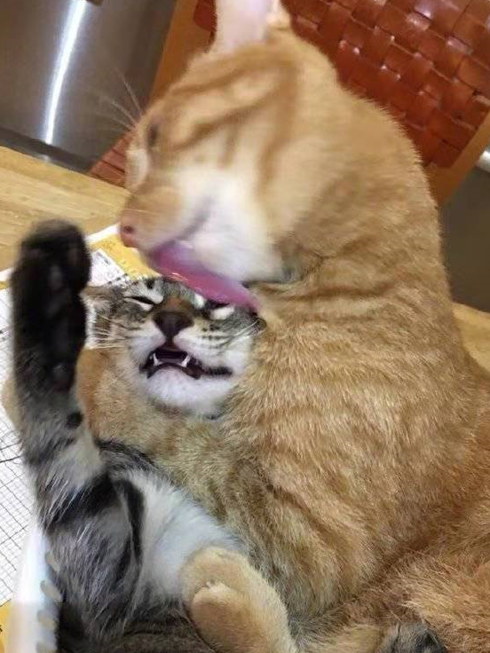 谁说橘猫脾气好?一言不合就"锁喉"狸花猫,狸花猫被舔的惨兮兮