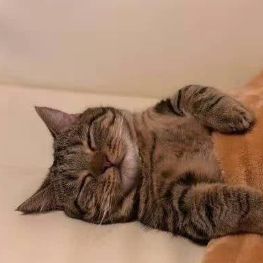 当爱睡觉的猫咪,在炉子旁边取暖,下场可想而知,困的小脑袋一点一点的