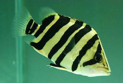 分别是泰国虎,银虎,印尼虎,泰北虎,和新几内亚虎