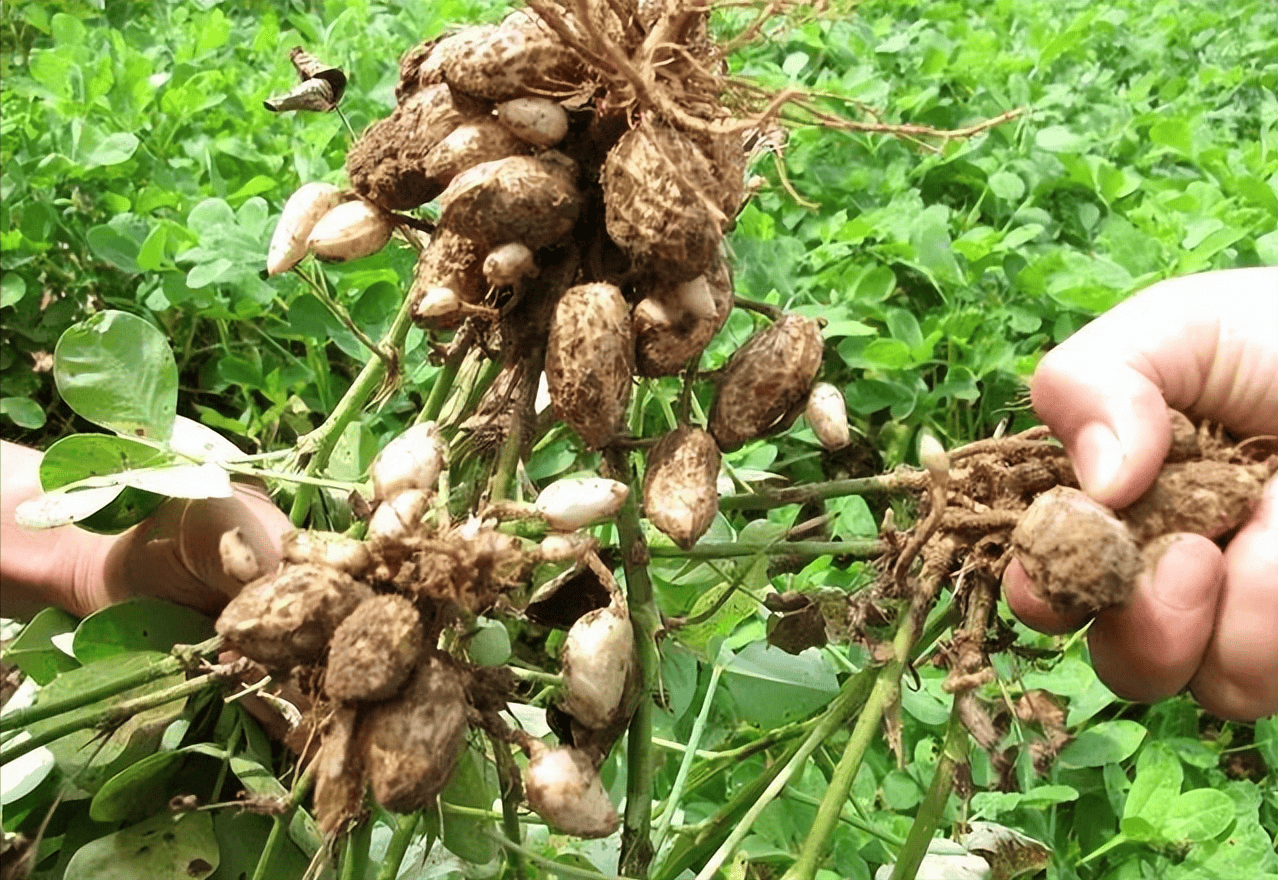 花生果腐病的原因及防治