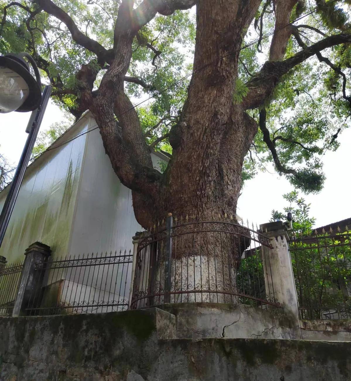 温州古城小巷"县前头"的前世今生_容成巷_华盖_樟树