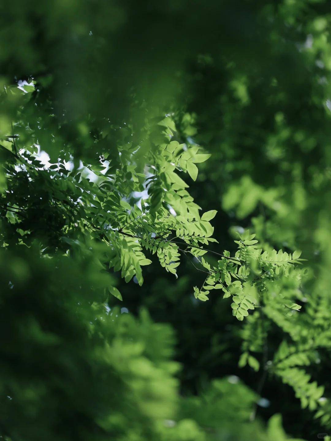 苍苍竹林寺,杳杳钟声晚.36句竹林美景诗句:所到之处明净透彻