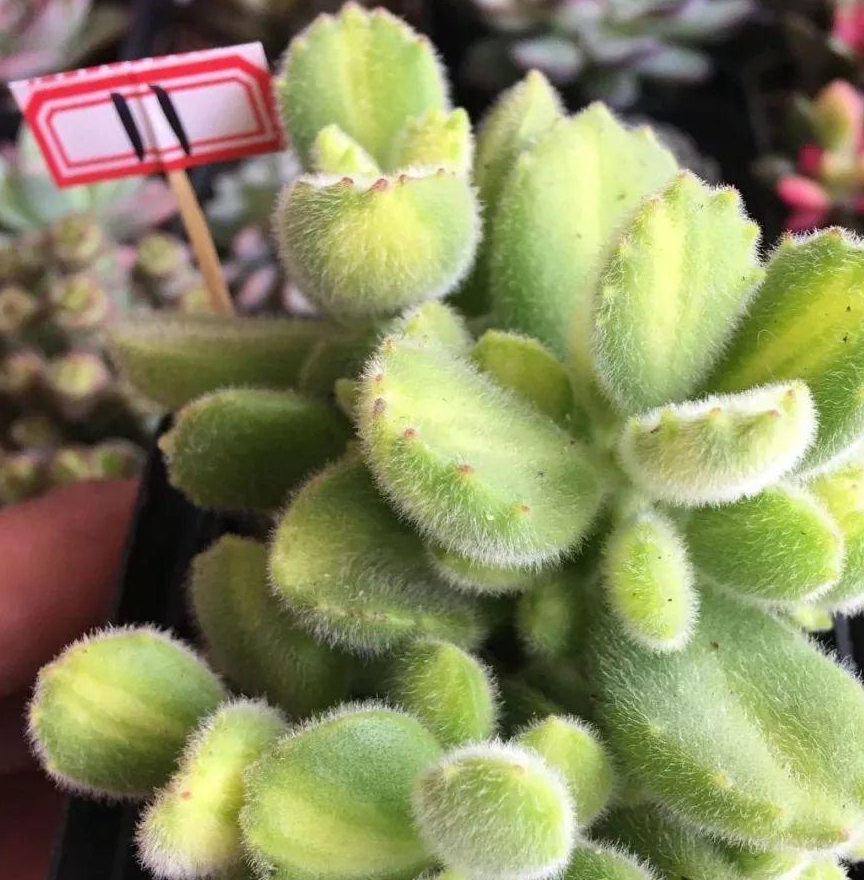 2,别用叶插,用枝条扦插叶插熊童子很难成活,花友们可以用枝条扦插.