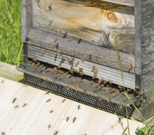 老蜂农:可以,但这些情况要注意_工蜂_蜂群_幼虫