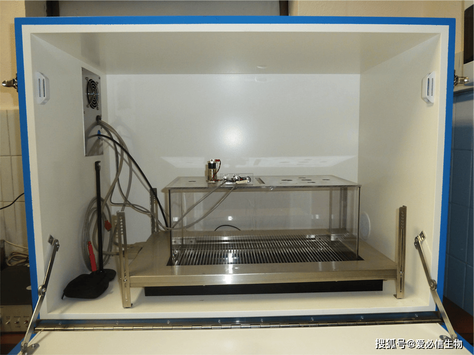 ad模型 | 阿尔兹海默病模型构建及验证方法解决方案