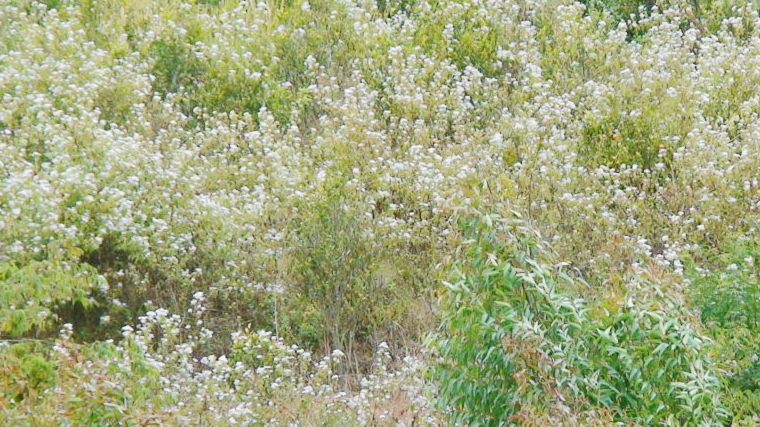 农村不起眼的野草,涂在腿上能防蚂蟥叮咬,还是止血"神器"