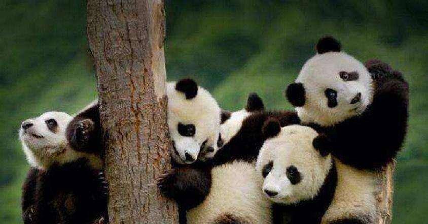 什么是熊猫租借条约?