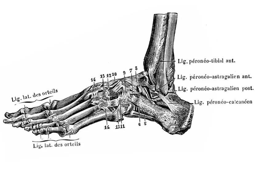 从上看,拇外翻和扁平足都涉及到足部结构的异常