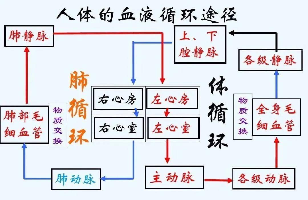 血液循环不良会引发一些列健康问题