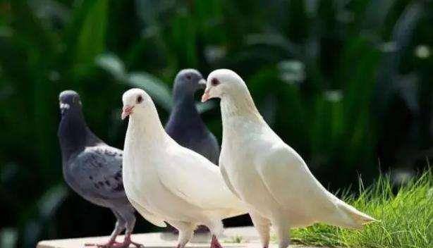 都是鲜血换来的教训_日本_信鸽_军鸽