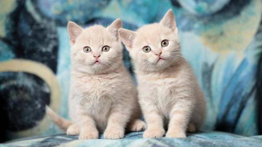 壁纸 动物 猫 猫咪 小猫 桌面 888_500