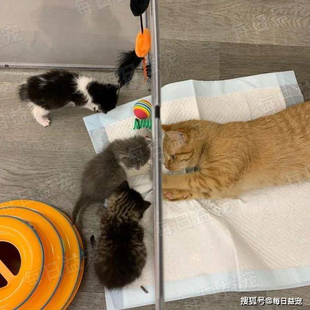 暴雨中挣扎的小猫,获救后变"社牛达人",统领整个寄养之家