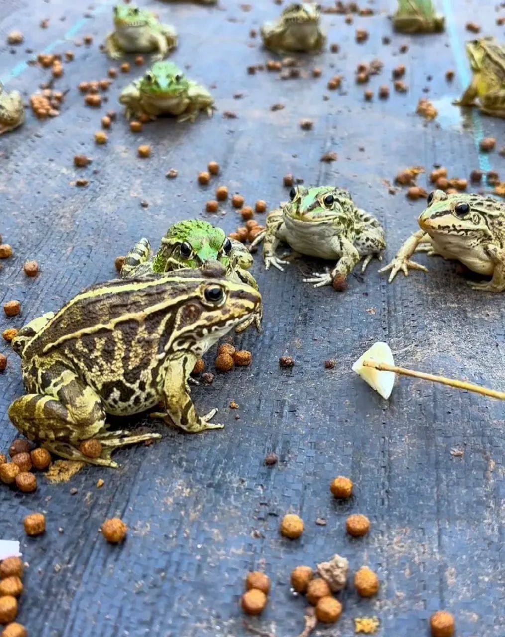 湖南男子发现5只青蛙围一起,丢给它们1块大蒜后,有趣一幕出现了