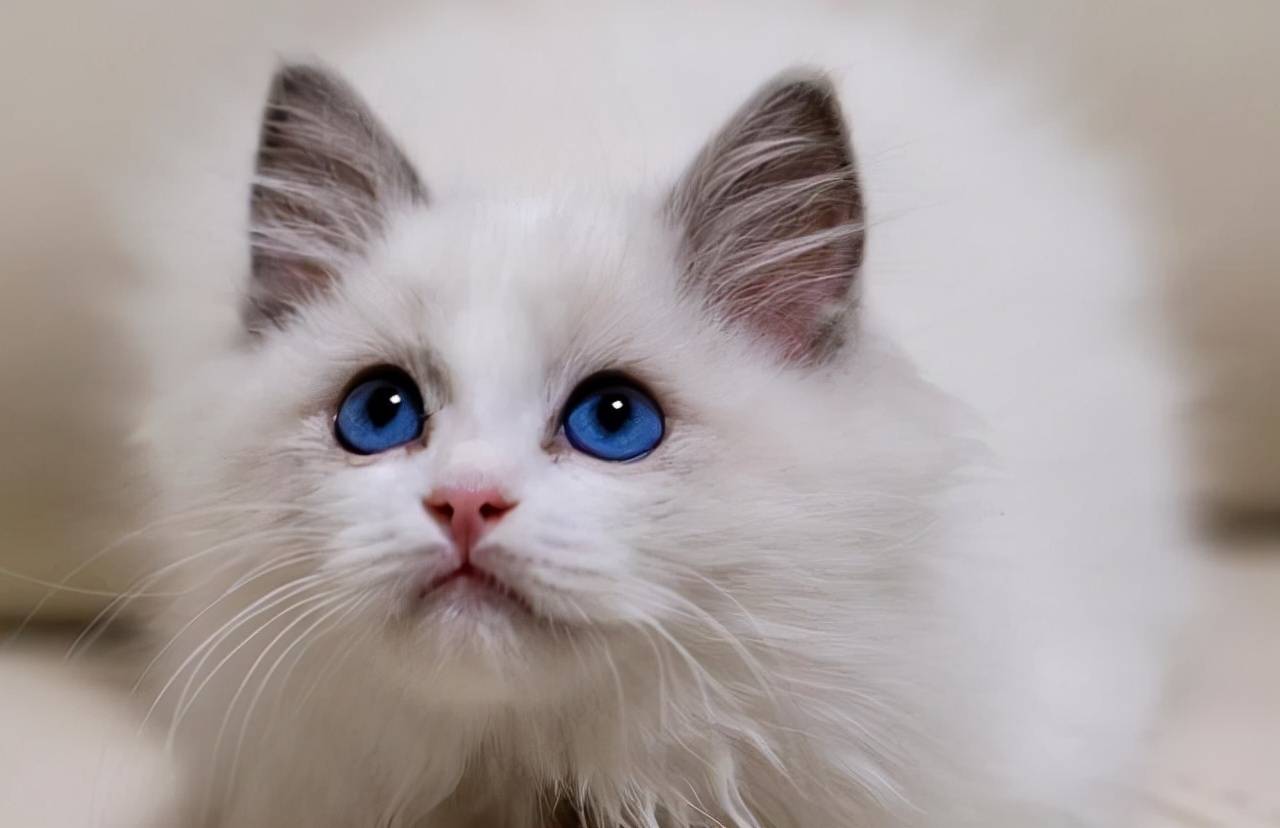 一台宠物空气净化器就能缓解猫毛过敏!