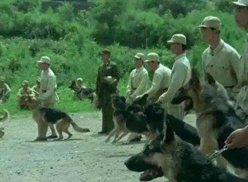 功勋军犬为拍戏被炸药炸死,战士哭到吐血,导演说:拍得太好了