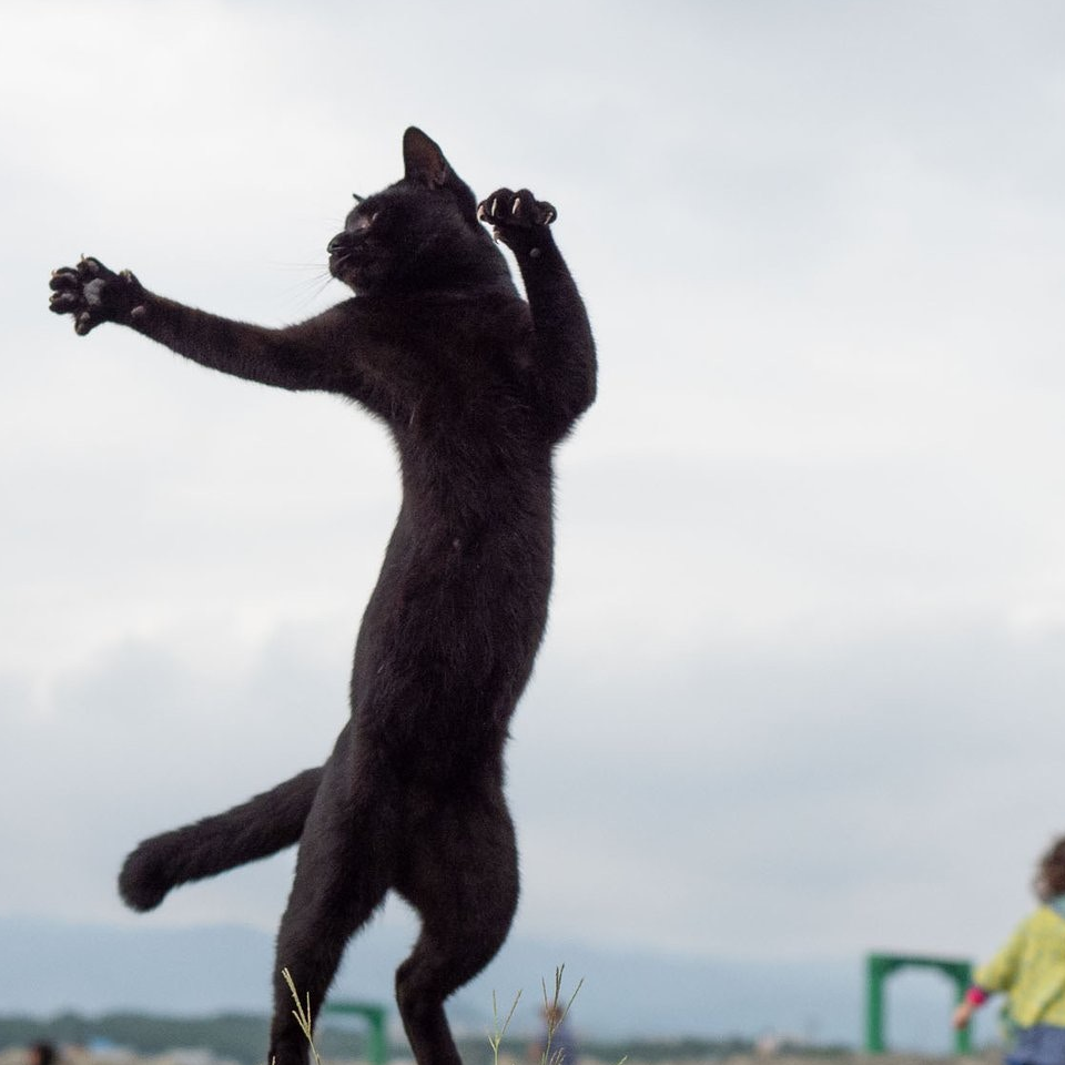 猫猫飞拳模板图片