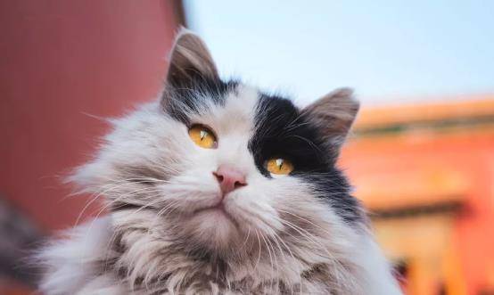 从顺治帝驾崩,到康熙帝亲政,权臣鳌拜都做了哪些事?