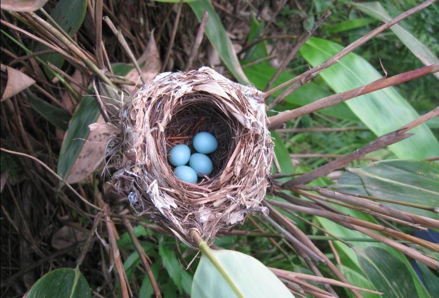 掏鸟蛋,却掏出一件100亿国宝,专家:单舍利子就有9颗_孩子_瑞光塔_真珠