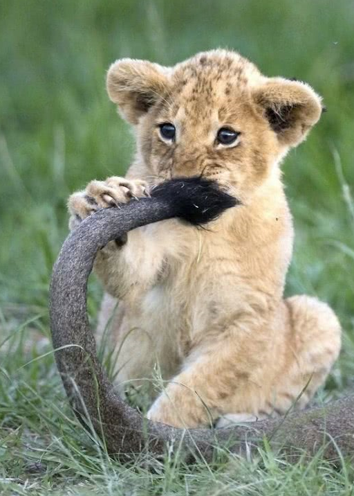 狮子也会卖萌?"草原之王"不为人知的一面,花式卖萌令人笑喷