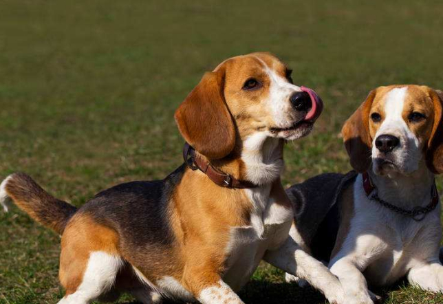 比格犬好看也可爱,为什么却很少人饲养