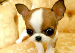 萌宠界中的袖珍狗,一只可以捧在手心里的狗狗