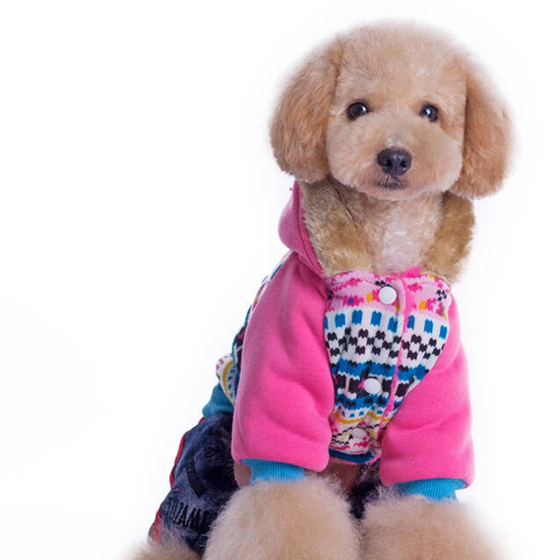 女主人遛狗晕倒,巨型泰迪做的事,主人忍不住抱怨:没良心的狗子