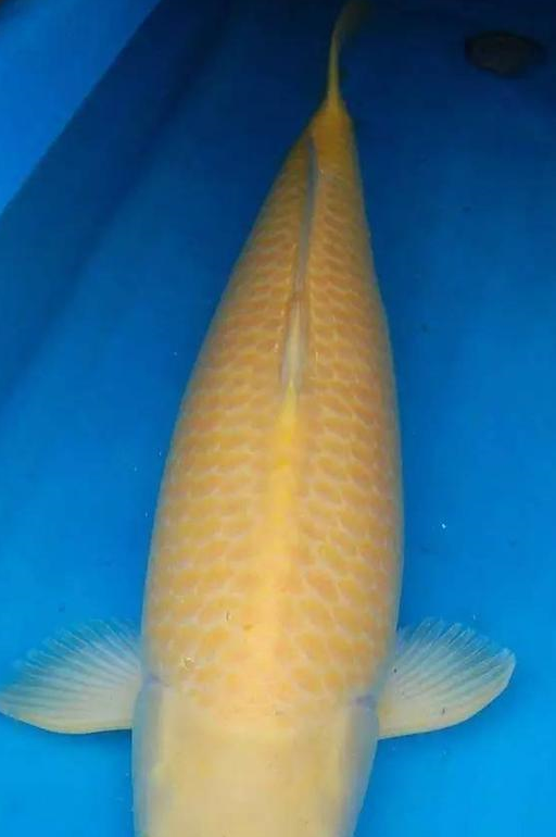 龙凤锦鲤,蝴蝶锦鲤的来历