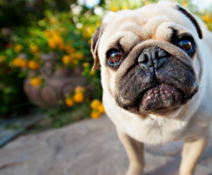 哈士奇是狗中最"二"?太天真了,你一定是没见过这么魔性的巴哥