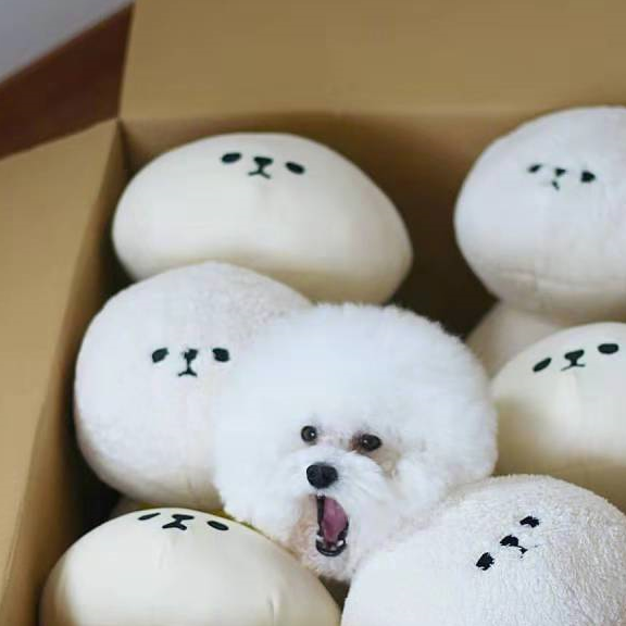 看到这种狗狗的脑袋,忍不住想摸一下,太"头圆"了……_团子_照片_眼睛