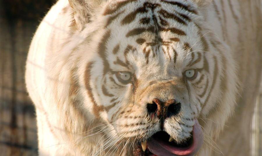 白虎和雪虎在人类眼里更具观赏价值,更能让游客开开心心地掏腰包买