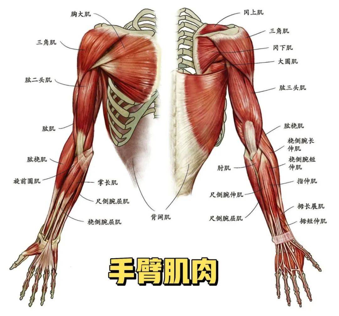 胳膊筋的分布图图片