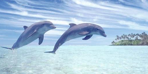 粗犷大叔温柔照顾小海豚,小心翼翼喂奶的模样,反差萌好暖心