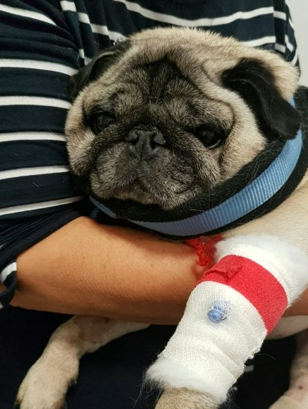 贪吃巴哥犬吞下20厘米烤肉串,主人送医抢救花了30万差点被破产!