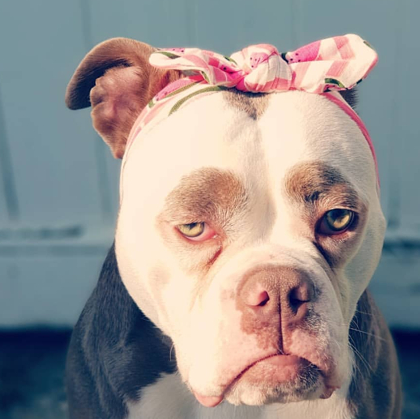 明明是一条狗,却长着一张人的脸,还是高级丧!这场面惹不起!