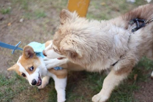 小柯基总喜欢欺负阿拉斯加犬,小阿拉:敢不敢再等我半年_对方_狗狗_小