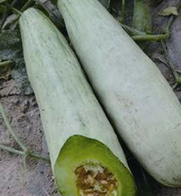 全身是宝_冬瓜_的作用_功效