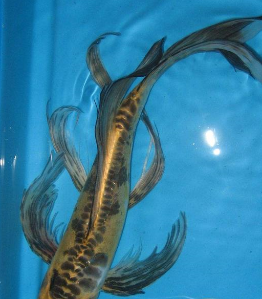 之后这条茶鲤与其他品种的锦鲤杂交繁殖,其后代继承了这条茶鲤的龙头