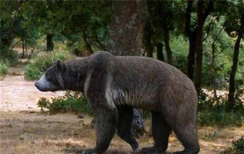 日本食人巨熊:5天连吃7名女性,至今依然是日本民众的梦魇