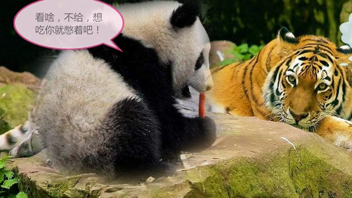 当熊猫遇到老虎,奶萌的团子会不会害怕?团子:不怂!我超凶!