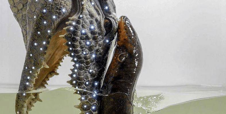 老外将食人鱼饿了数天,刚把电鳗放进去,场面顿时无法控制