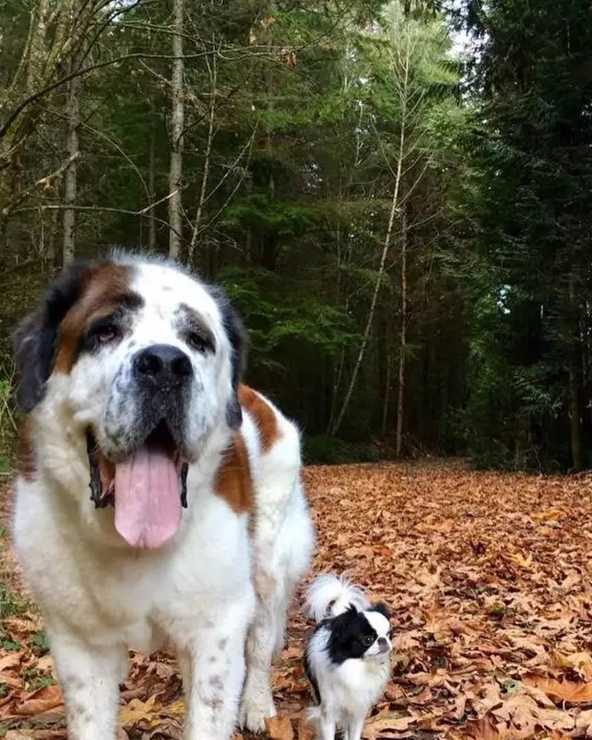 这对浪漫"情侣"是圣伯纳犬brody和日本狆lulu,它们的铲屎官是美国