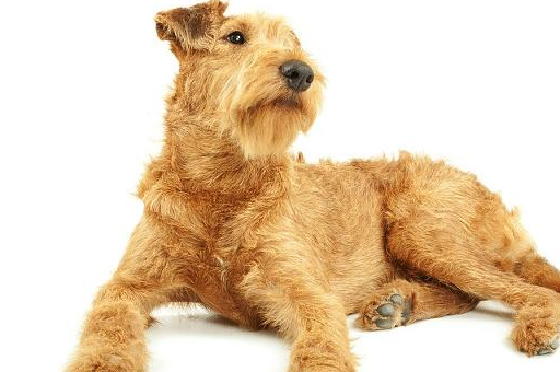 世界犬种介绍之,爱尔兰梗