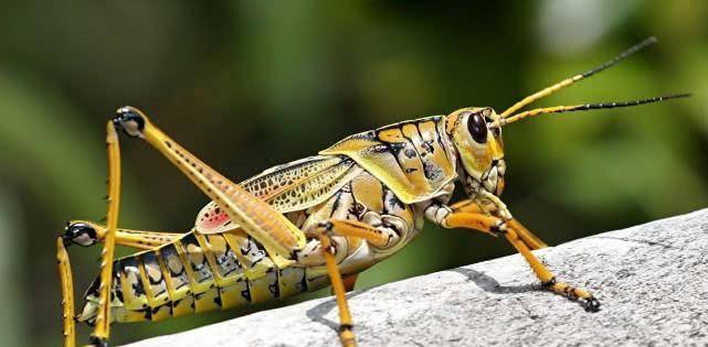 一张欺骗世人90年的黑白照片:巨型蝗虫是真的吗?