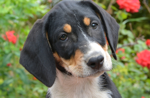 特兰西瓦尼亚猎犬,一个帅气又忠诚的宠物伴侣