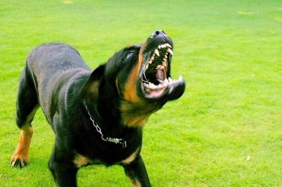 98年美国女子被杂交犬折磨,男友看后报警:女友赤身让狗虐待