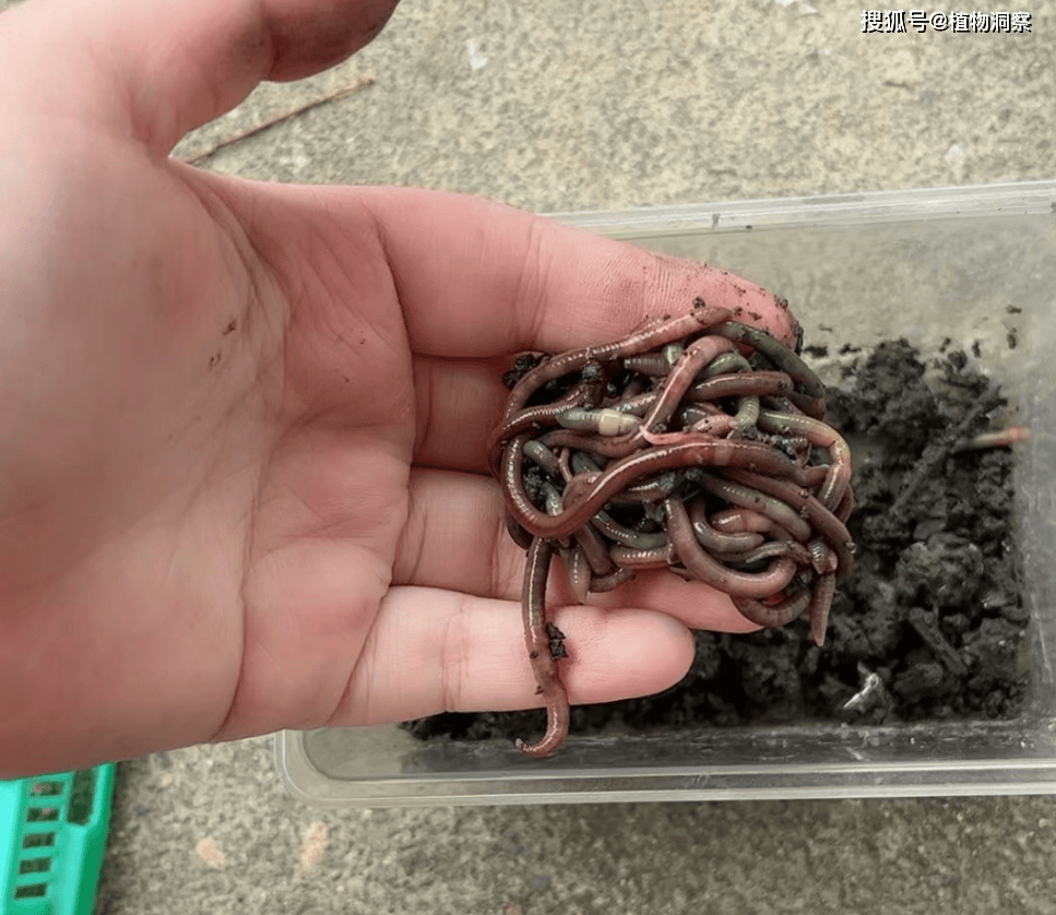 农村随处可见的蚯蚓,过去拿来喂鸡鸭,现如今300元1斤,价值极高!