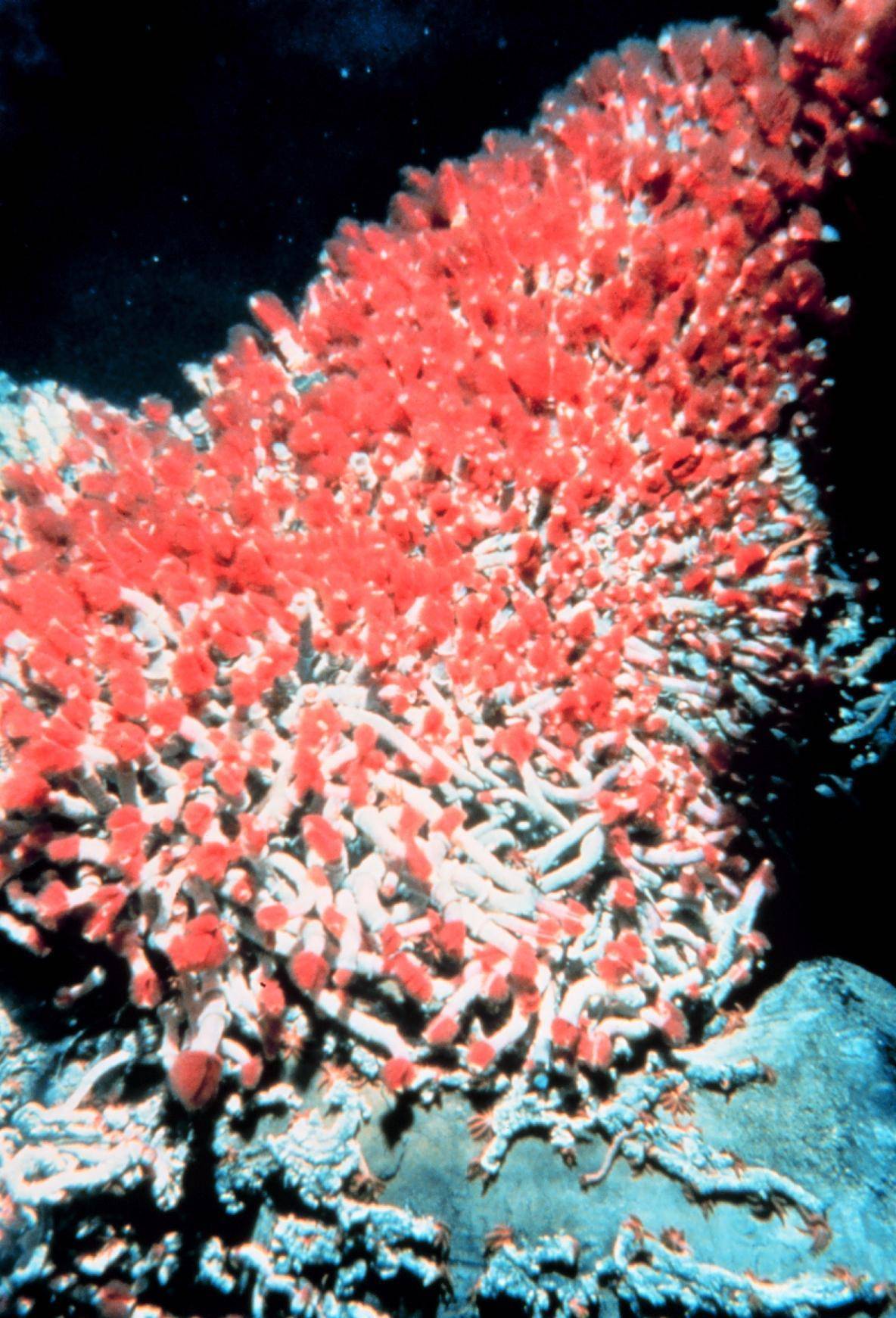 位于海底热泉附近的管虫托马斯·戈尔德认为石油在地球刚刚形成的45亿